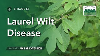 Laurel Wilt Disease - From the Woods Today - Episode 66
