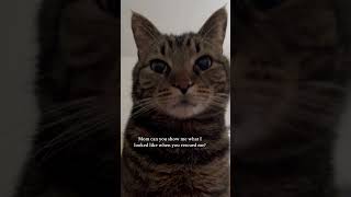 My heart cannot handle how smol! #shorts #kitten #myheart #catlovers