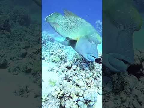 UNIQUE FISH SHORTS VIDEO #1million#shorts#trending#500subs#viralshorts#fishing#sohelfishworld#sfw