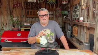 Repotting a couple of Portulacaria’s to new pots Part 1