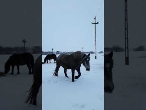 Iepele la ora mesei - Herghelia Fitero