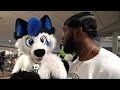 What Happens At Furry Con Stay S At Furry Con