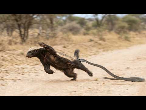 The Moment The Badger Realizes its Legs Aren’t Listening