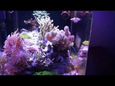 Nano Reef Tank 60L Dennerle Marinus Meerwasser Aquarium