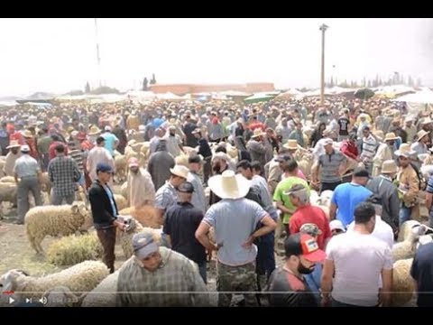 سوق الأغنام بمراكش .. أثمنة مناسبة والخير والمليح موجود
