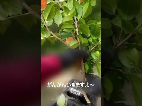 枝の細断の方法を知っておくと便利です。それを最大限に活用するにはどうすればよいでしょうか?  庭園