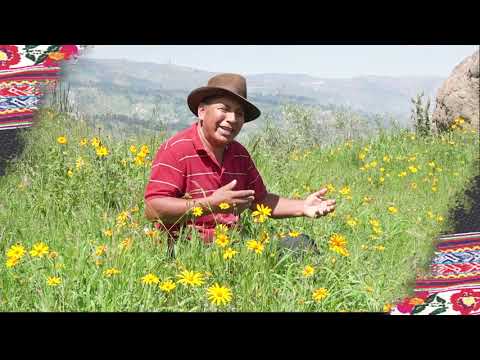 PUKA PIRUCHA - NO PUDE OLVIDARTE