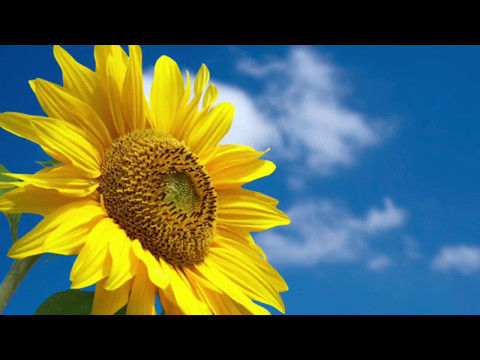 Singing "We Control The Sunlight" by Aly & Fila feat. Jwaydan