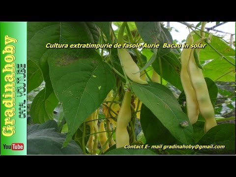 filem nemathelminthes anemia de fasole