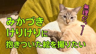 【猫おもちゃレビュー】みかづきけりけりに抱きついた絵を撮りたいので引き続きみかづきけりけりで遊んでみた mqdefault - 【猫おもちゃレビュー】みかづきけりけりに抱きついた絵を撮りたいので引き続きみかづきけりけりで遊んでみた