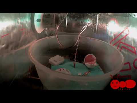 Tibude kasvatamine Time Laps #02 - Neli koorumist korraga 🐔