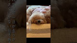 Soleil18歳 #犬と一人暮らし #トイプードル #シニア犬との暮らし #ソレちゃんとテールちゃん #トイプードル18歳 #トイプードル