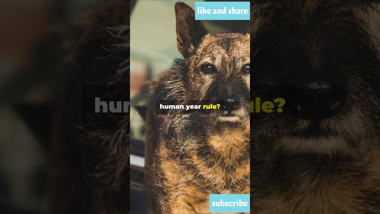 5 Dog Myths You Still Believe (Debunked!) #facts