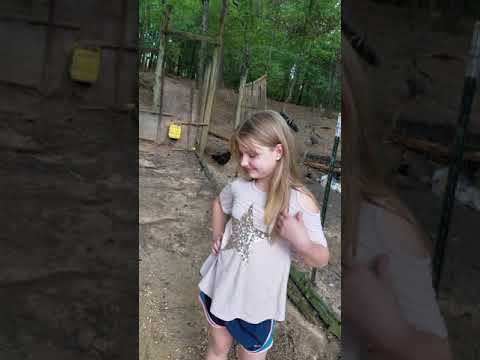 high hog at the trough