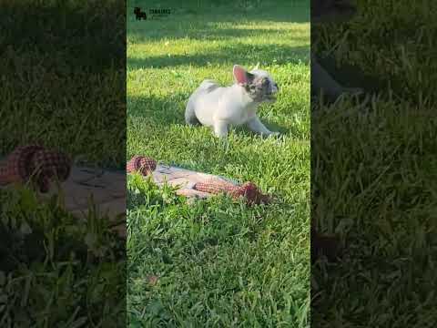 Video 2