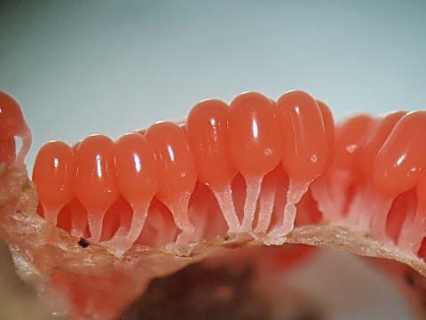 Arcyria ferruginea  (Myxomycetes)