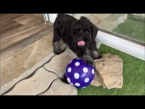 Zwergschnauzer Welpe kaufen