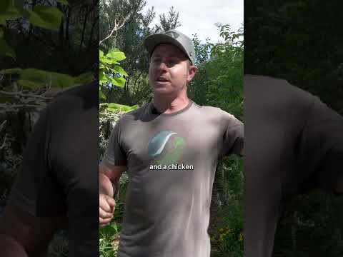 Verge Spotlight: Whole Systems Thinking in Permaculture