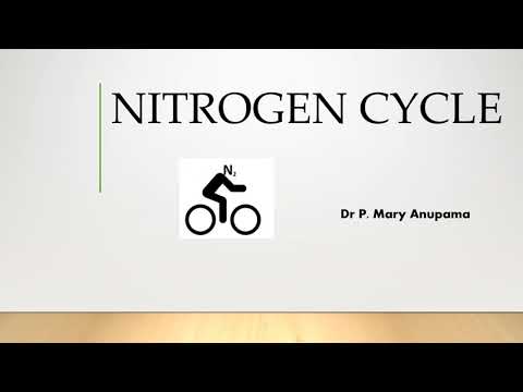 Nitrogen Fixation Part 1 – Nitrogen Cycle