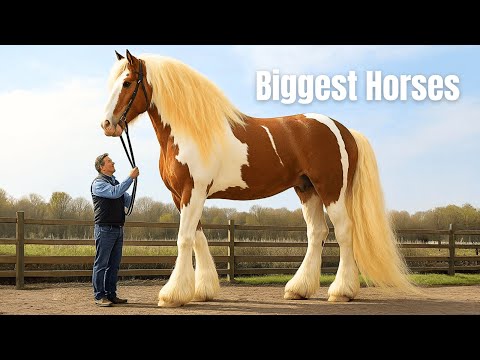 Top 15 Biggest Horse Breeds – Gentle Giants of the Equine World