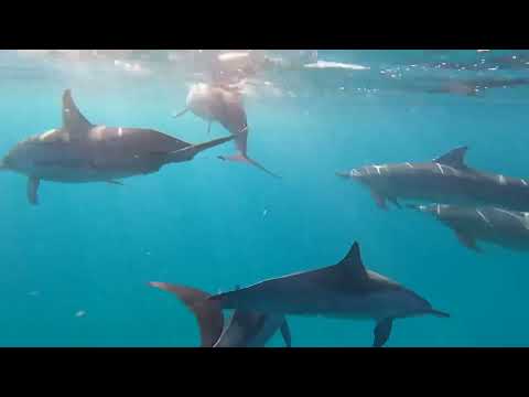Sass Mauritius Tour 2023 - Dolpin Swimming Experience - JPH Charters