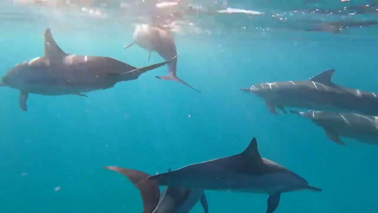 Sass Mauritius Tour 2023 - Dolpin Swimming Experience - JPH Charters