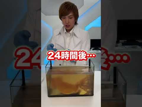 Adding 〇〇 to Japanese flying squid will bring it back to life!