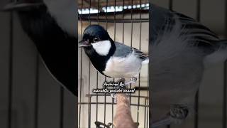 Download lagu pancingan nyrecet gelatik #pancingangelatikbatu #glatik #gelatik #gelatikbatugacor #gelatikjawa mp3