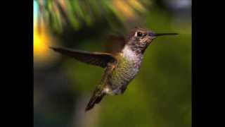 Alex Clare - Humming Bird