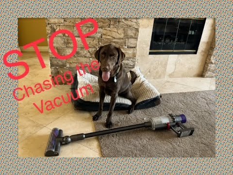 Star Puppy Academy LLC video.