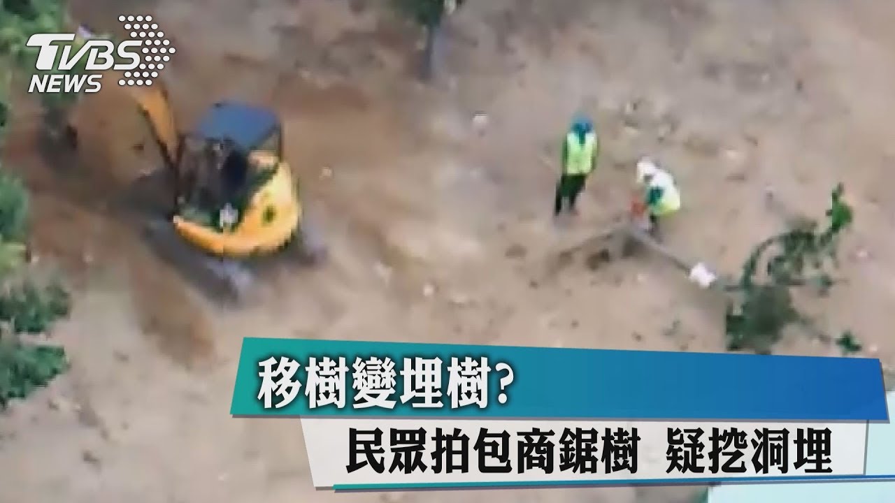 移樹變埋樹?民眾拍包商鋸樹 疑挖洞埋