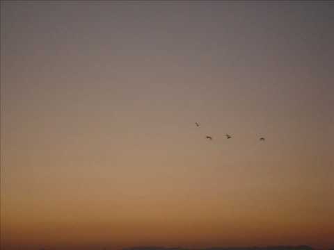 VOLA - Massimo Morsello