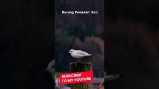 Download lagu Burung pemakan ikan mirip merpati #shorts #shortvideo #video #animals mp3 Download lagu Burung pemakan ikan mirip merpati #shorts #shortvideo #video #animals mp3