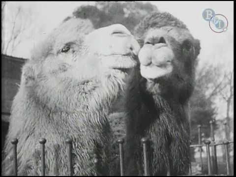 Our Advice this Festive Season! (1925) | BFI National Archive