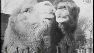 Our Advice this Festive Season! (1925) | BFI National Archive