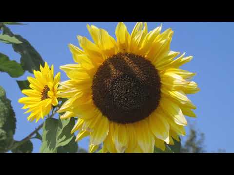 Jussara Silveira - Amor de Indio..*(September 24   25, 2017)