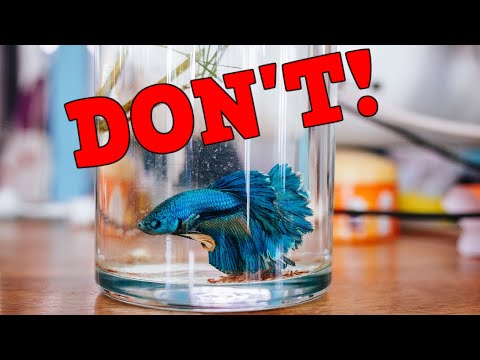YouTube video about: Why are betta fish sold in cups?