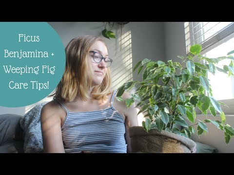 , title : 'Weeping Fig | Ficus Benjamina Care Tips!'