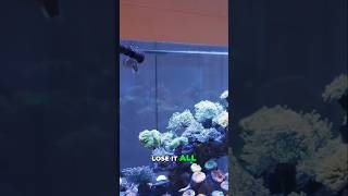Reef Tank Crashes: Overcoming Devastating Loss