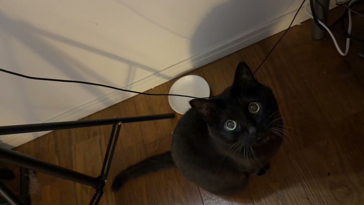 A cat still aiming for greater heights