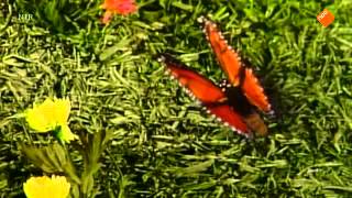 Sesamstraat - Grover en de vlinder