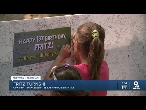 Fritz turns 1! Cincinnati Zoo celebrates baby hippo's birthday