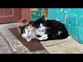 Calico And Tuxedo Cats Are Hungry Sleeping On The Street