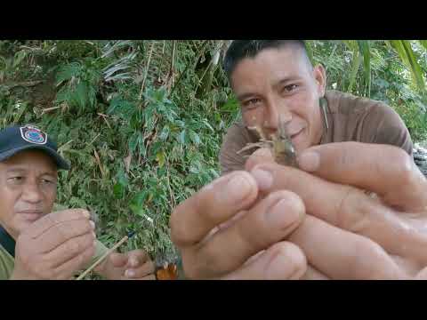 Ep002-P1_ Pangangapa sa ilog ng kuray Hipon at talangka | Team Kadulas | Catch and Cook