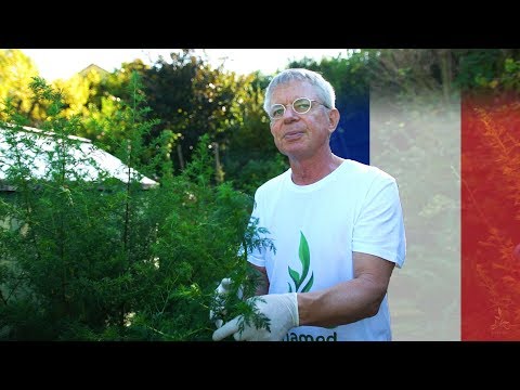 Artemisia annua anamed - from seed to tea