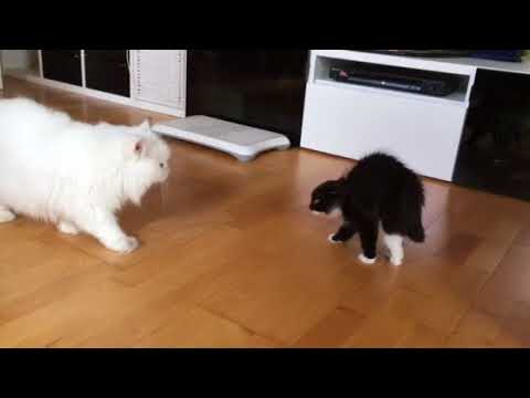 Katzenzusammenführung 1.tag