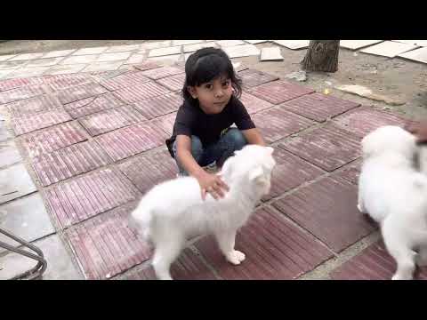 Visiting details of Happy Puppy