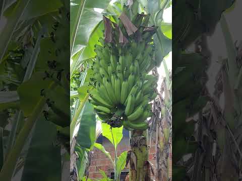 são Sebastião do Uatumã. AM