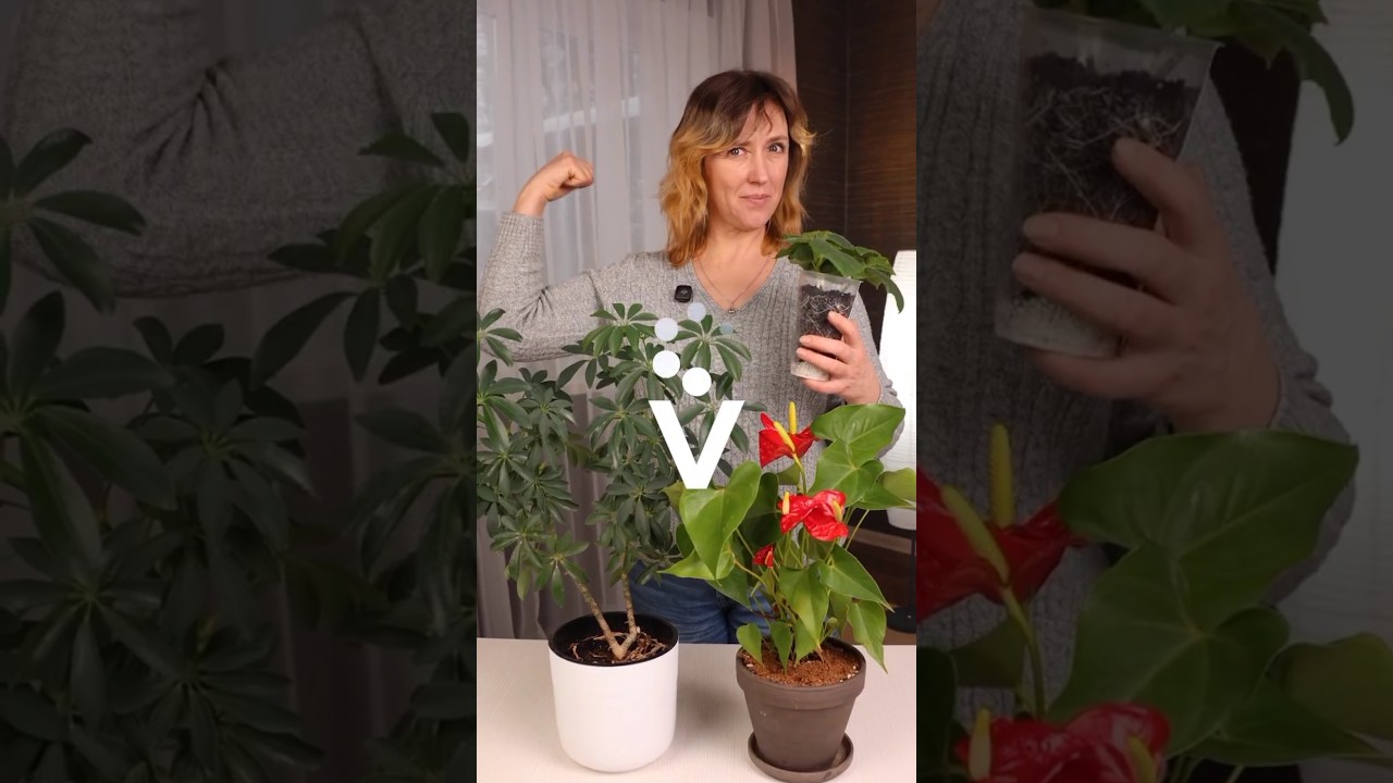 Рассада крепнет на глазах, а комнатные цветы оживают от этого натурального средства!