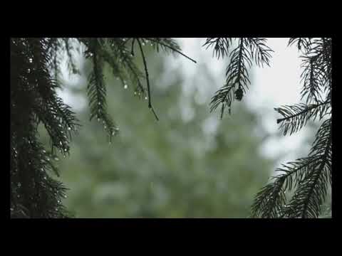 Modo Noturno Ativado: Som de Chuva para Dormir e Relaxar 🌧